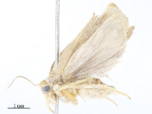  (Cerconota Malaise7845 - CBG-A08791-G11)  @11 [ ] CreativeCommons - Attribution Share - Alike (2023) CBG Photography Group Centre for Biodiversity Genomics