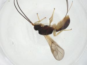  (Allorhogas Malaise1829 - CBG-A08811-A11)  @11 [ ] CreativeCommons - Attribution Share - Alike (2023) Centre for Biodiversity Genomics Centre for Biodiversity Genomics