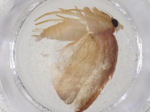  ( - CBG-A09831-C08)  @11 [ ] CreativeCommons - Attribution Share - Alike (2023) Centre for Biodiversity Genomics Centre for Biodiversity Genomics