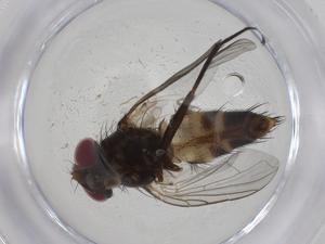  (Ischyrophaga Malaise8280 - CBG-A09871-F03)  @11 [ ] CreativeCommons - Attribution Share - Alike (2023) Centre for Biodiversity Genomics Centre for Biodiversity Genomics