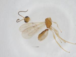  (Stiropius Malaise3273 - CBG-A09874-E08)  @11 [ ] CreativeCommons - Attribution Share - Alike (2023) Centre for Biodiversity Genomics Centre for Biodiversity Genomics