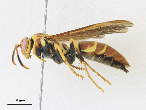  ( - CBG-A30960-A09)  @11 [ ] CreativeCommons - Attribution Share - Alike (2024) CBG Photography Group Centre for Biodiversity Genomics