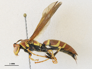  ( - CBG-A30960-B05)  @11 [ ] CreativeCommons - Attribution Share - Alike (2024) CBG Photography Group Centre for Biodiversity Genomics