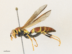  ( - CBG-A30960-C02)  @11 [ ] CreativeCommons - Attribution Share - Alike (2024) CBG Photography Group Centre for Biodiversity Genomics