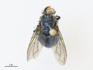  (Exoristoides Janzen9309 - CBG-A30976-A11)  @11 [ ] CreativeCommons - Attribution Share - Alike (2024) CBG Photography Group Centre for Biodiversity Genomics