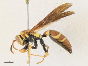  ( - CBG-A30980-D02)  @11 [ ] CreativeCommons - Attribution Share - Alike (2024) CBG Photography Group Centre for Biodiversity Genomics