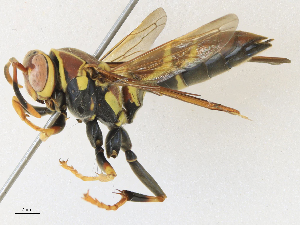  ( - CBG-A30980-D07)  @11 [ ] CreativeCommons - Attribution Share - Alike (2024) CBG Photography Group Centre for Biodiversity Genomics