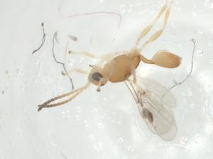  (Leiophron Malaise4431 - CBG-A31089-C02)  @11 [ ] CreativeCommons - Attribution Share - Alike (2024) Centre for Biodiversity Genomics Centre for Biodiversity Genomics