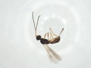  ( - CBG-A31092-F10)  @11 [ ] CreativeCommons - Attribution Share - Alike (2024) Centre for Biodiversity Genomics Centre for Biodiversity Genomics