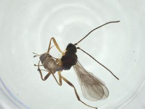  ( - CBG-A31093-E12)  @11 [ ] CreativeCommons - Attribution Share - Alike (2024) Centre for Biodiversity Genomics Centre for Biodiversity Genomics