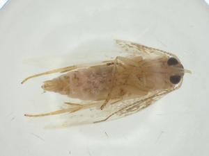  (ereMalaise01 Malaise7728 - CBG-A31118-F08)  @11 [ ] CreativeCommons - Attribution Share - Alike (2024) Centre for Biodiversity Genomics Centre for Biodiversity Genomics