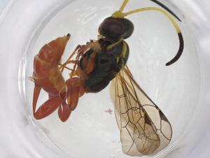  ( - CBG-A31348-A12)  @11 [ ] CreativeCommons - Attribution Share - Alike (2024) Centre for Biodiversity Genomics Centre for Biodiversity Genomics