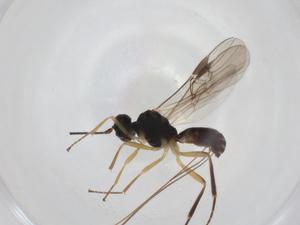  ( - CBG-A31357-B05)  @11 [ ] CreativeCommons - Attribution Share - Alike (2024) Centre for Biodiversity Genomics Centre for Biodiversity Genomics