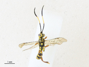  (ichJanzen01 Malaise44776 - CBG-A31766-B10)  @11 [ ] CreativeCommons - Attribution Share - Alike (2024) CBG Photography Group Centre for Biodiversity Genomics