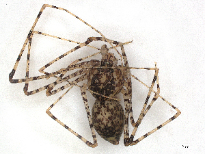  ( - CBG-A30060-H03)  @11 [ ] CreativeCommons - Attribution Share-Alike (2024) CBG Photography Group Centre for Biodiversity Genomics