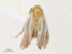  (chryBioLep01 Malaise8687 - CBG-A30061-B05)  @11 [ ] CreativeCommons - Attribution Share - Alike (2024) CBG Photography Group Centre for Biodiversity Genomics