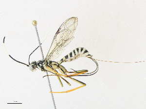  ( - CBG-A30991-G09)  @11 [ ] CreativeCommons - Attribution Share - Alike (2024) CBG Photography Group Centre for Biodiversity Genomics