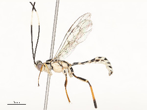  ( - CBG-A54493-D02)  @11 [ ] CreativeCommons - Attribution Share - Alike (2024) CBG Photography Group Centre for Biodiversity Genomics