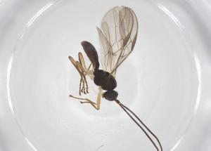  ( - CBG-A56528-D04)  @11 [ ] CreativeCommons - Attribution Share - Alike (2024) Centre for Biodiversity Genomics Centre for Biodiversity Genomics