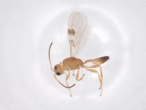  ( - CBG-A56530-E11)  @11 [ ] CreativeCommons - Attribution Share - Alike (2024) Centre for Biodiversity Genomics Centre for Biodiversity Genomics