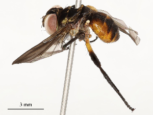  ( - CBG-A54495-B11)  @11 [ ] CreativeCommons - Attribution Share - Alike (2024) CBG Photography Group Centre for Biodiversity Genomics