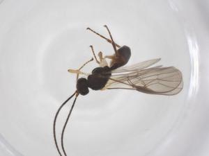  ( - CBG-A55859-B04)  @11 [ ] CreativeCommons - Attribution Share - Alike (2024) Centre for Biodiversity Genomics Centre for Biodiversity Genomics