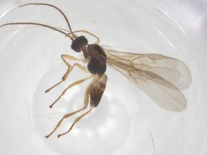  ( - CBG-A56542-G03)  @11 [ ] CreativeCommons - Attribution Share - Alike (2024) Centre for Biodiversity Genomics Centre for Biodiversity Genomics