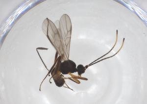  ( - CBG-A56548-E04)  @11 [ ] CreativeCommons - Attribution Share - Alike (2024) Centre for Biodiversity Genomics Centre for Biodiversity Genomics