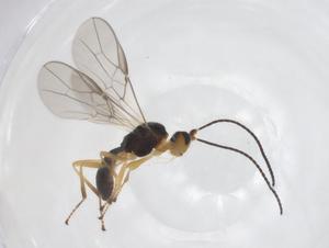  ( - CBG-A56549-E07)  @11 [ ] CreativeCommons - Attribution Share - Alike (2024) Centre for Biodiversity Genomics Centre for Biodiversity Genomics