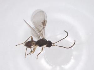  (Oligoneurus Malaise3338 - CBG-A58001-G03)  @11 [ ] CreativeCommons - Attribution Share - Alike (2024) Centre for Biodiversity Genomics Centre for Biodiversity Genomics