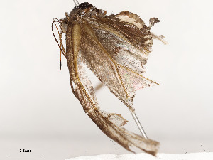  (Satyrotaygetis satyrinaDHJ02 - CBG-A51969-A11)  @11 [ ] CreativeCommons - Attribution Share - Alike (2024) CBG Photography Group Centre for Biodiversity Genomics