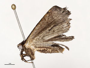  ( - CBG-A51969-A12)  @11 [ ] CreativeCommons - Attribution Share - Alike (2024) CBG Photography Group Centre for Biodiversity Genomics