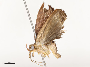  ( - CBG-A51969-B02)  @11 [ ] CreativeCommons - Attribution Share - Alike (2024) CBG Photography Group Centre for Biodiversity Genomics