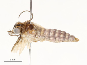  ( - CBG-A51969-E11)  @11 [ ] CreativeCommons - Attribution Share - Alike (2024) CBG Photography Group Centre for Biodiversity Genomics