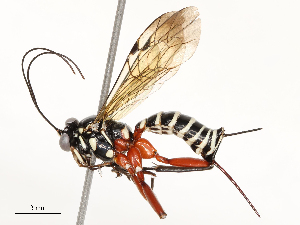  ( - CBG-A54496-C12)  @11 [ ] CreativeCommons - Attribution Share - Alike (2024) CBG Photography Group Centre for Biodiversity Genomics