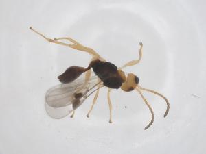  ( - CBG-A56556-D08)  @11 [ ] CreativeCommons - Attribution Share - Alike (2024) Centre for Biodiversity Genomics Centre for Biodiversity Genomics