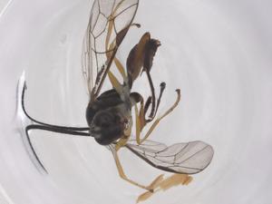  ( - CBG-A56558-A02)  @11 [ ] CreativeCommons - Attribution Share - Alike (2024) Centre for Biodiversity Genomics Centre for Biodiversity Genomics