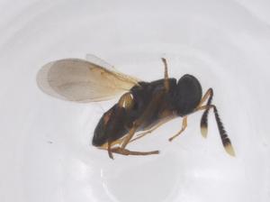  (chalMalaise01 malaise2276 - CBG-A56558-A07)  @11 [ ] CreativeCommons - Attribution Share - Alike (2024) Centre for Biodiversity Genomics Centre for Biodiversity Genomics