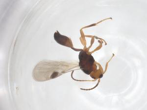  ( - CBG-A56560-H10)  @11 [ ] CreativeCommons - Attribution Share - Alike (2024) Centre for Biodiversity Genomics Centre for Biodiversity Genomics