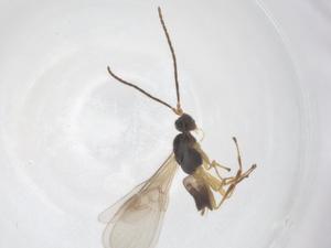  ( - CBG-A58009-A12)  @11 [ ] CreativeCommons - Attribution Share - Alike (2024) Centre for Biodiversity Genomics Centre for Biodiversity Genomics