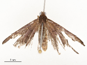  ( - CBG-A58601-G03)  @11 [ ] CreativeCommons - Attribution Share - Alike (2024) CBG Photography Group Centre for Biodiversity Genomics