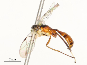  ( - CBG-A58601-G10)  @11 [ ] CreativeCommons - Attribution Share - Alike (2024) CBG Photography Group Centre for Biodiversity Genomics