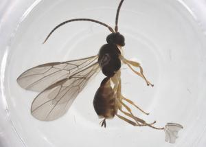  ( - CBG-A58899-F12)  @11 [ ] CreativeCommons - Attribution Share - Alike (2024) Centre for Biodiversity Genomics Centre for Biodiversity Genomics