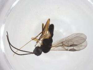  ( - CBG-A58902-G02)  @11 [ ] CreativeCommons - Attribution Share - Alike (2024) Centre for Biodiversity Genomics Centre for Biodiversity Genomics