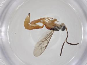  ( - CBG-A34933-D09)  @11 [ ] CreativeCommons - Attribution Share - Alike (2024) Centre for Biodiversity Genomics Centre for Biodiversity Genomics