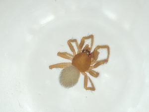  ( - CBG-A34935-F12)  @11 [ ] CreativeCommons - Attribution Share - Alike (2024) Centre for Biodiversity Genomics Centre for Biodiversity Genomics