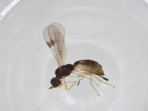  ( - CBG-A34941-F08)  @11 [ ] CreativeCommons - Attribution Share - Alike (2024) Centre for Biodiversity Genomics Centre for Biodiversity Genomics