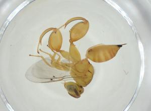  ( - CBG-A36554-E04)  @11 [ ] CreativeCommons - Attribution Share - Alike (2024) Centre for Biodiversity Genomics Centre for Biodiversity Genomics