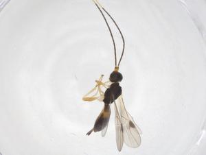  (Heterospilus Malaise0506 - CBG-A36573-B12)  @11 [ ] CreativeCommons - Attribution Share - Alike (2024) Centre for Biodiversity Genomics Centre for Biodiversity Genomics