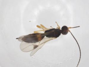  ( - CBG-A36587-E11)  @11 [ ] CreativeCommons - Attribution Share - Alike (2024) Centre for Biodiversity Genomics Centre for Biodiversity Genomics